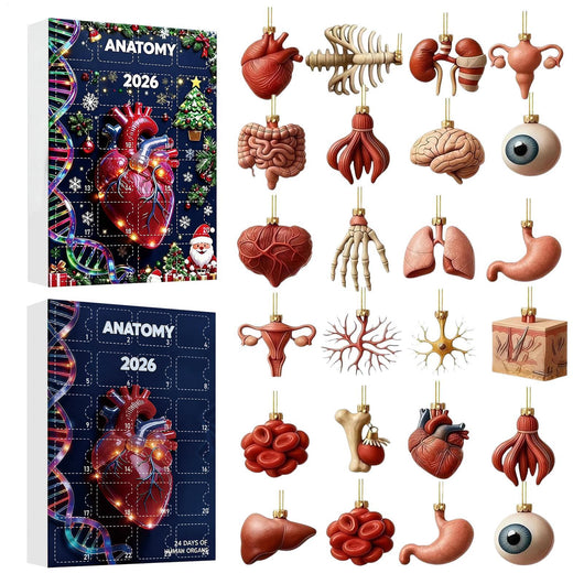 Anatomi Adventskalender 2026 | 24 organer som julepynt